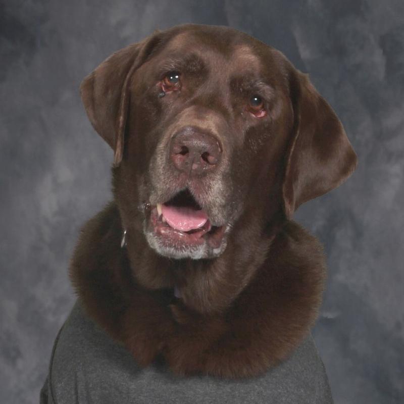 Image of Macy Fleming (Therapy Dog)